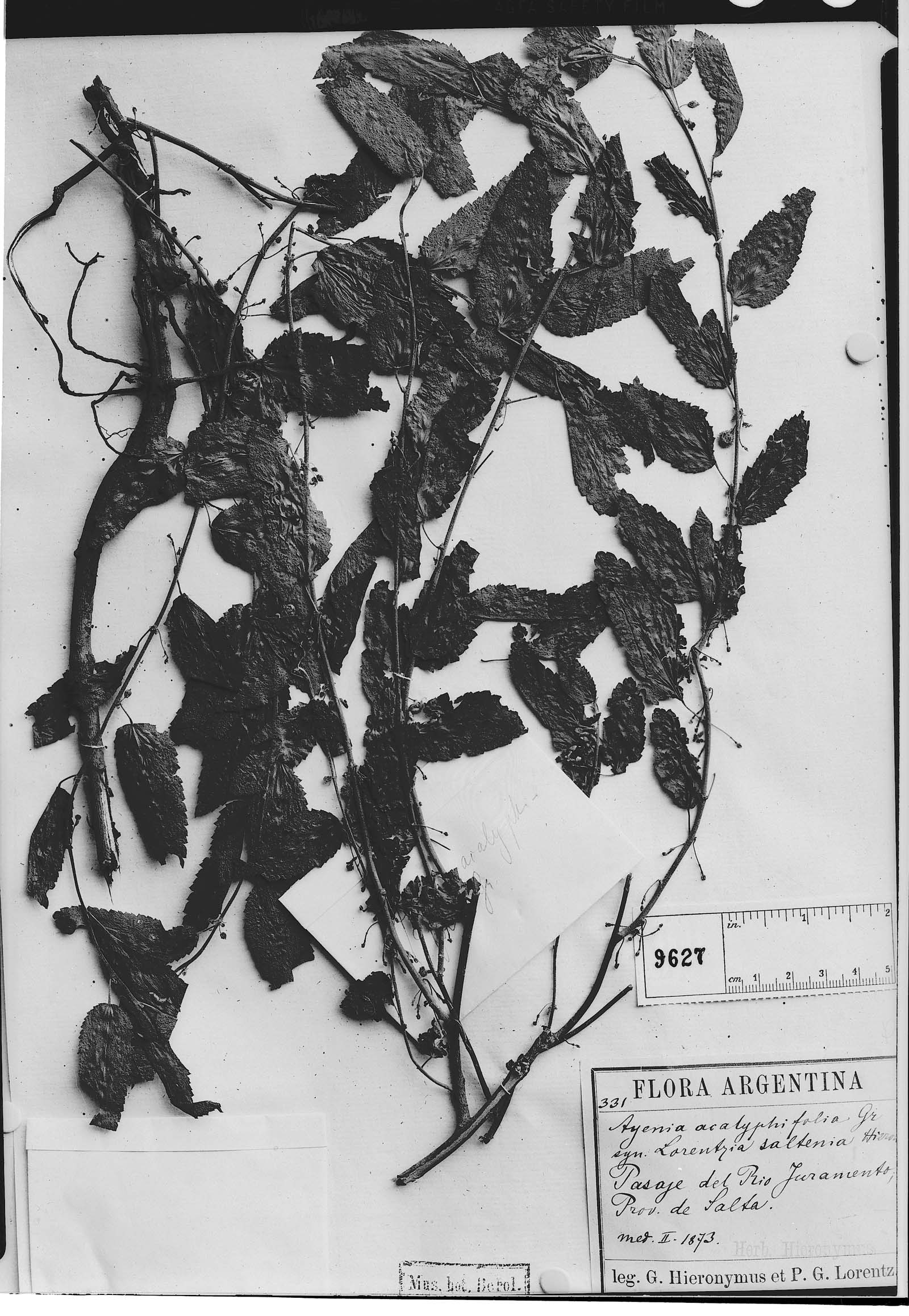 Ayenia acalyphifolia image
