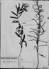 Ayenia angustifolia image