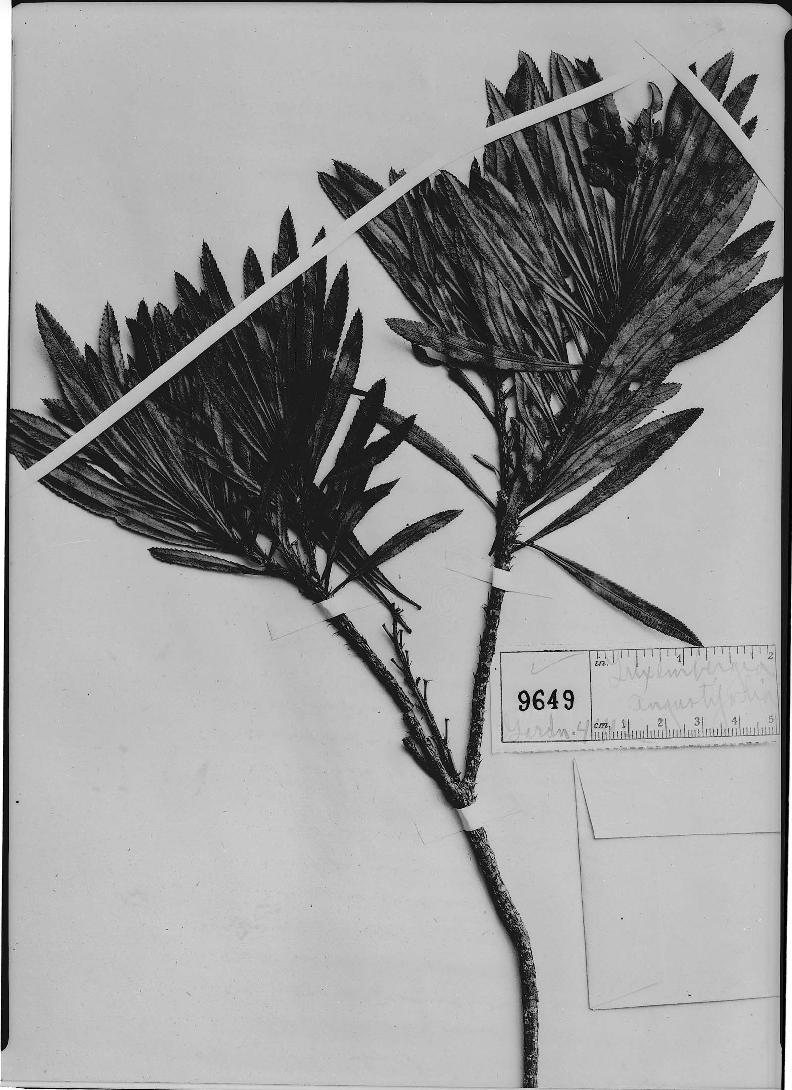 Luxemburgia angustifolia image