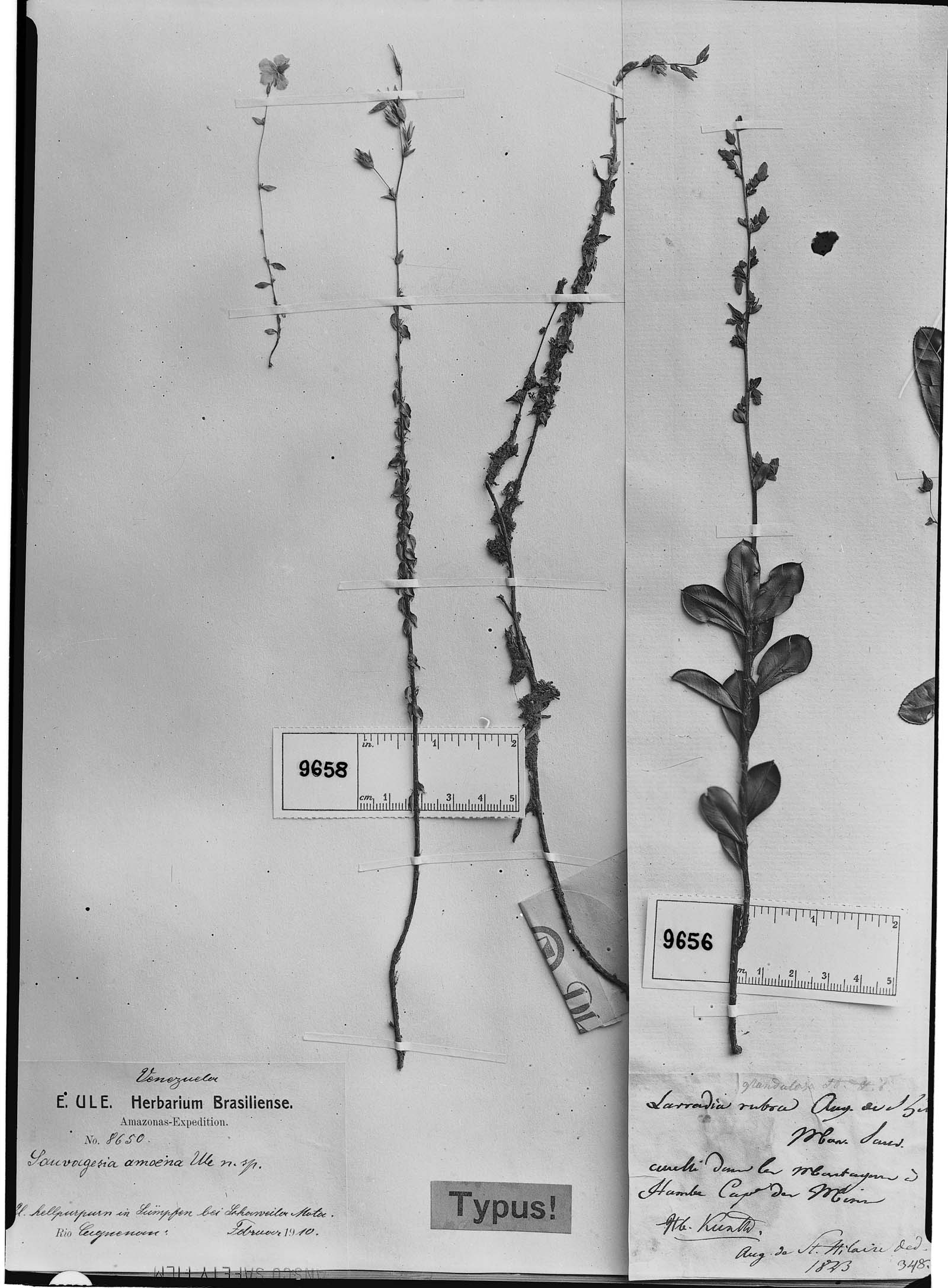 Sauvagesia amoena image