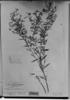 Sauvagesia angustifolia image