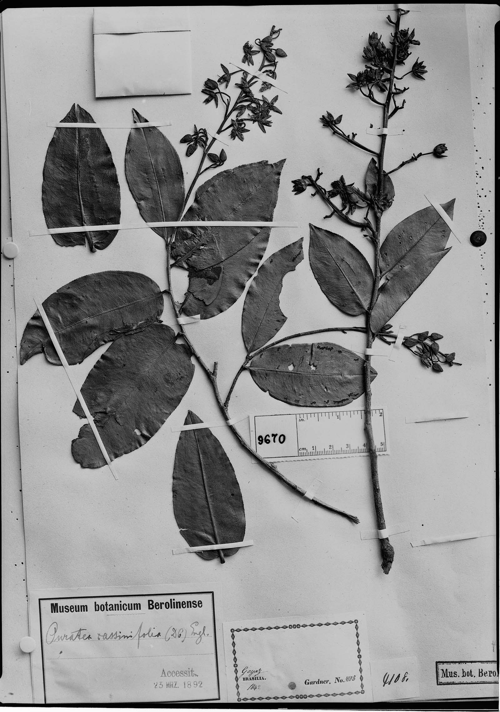 Ouratea cassinifolia image