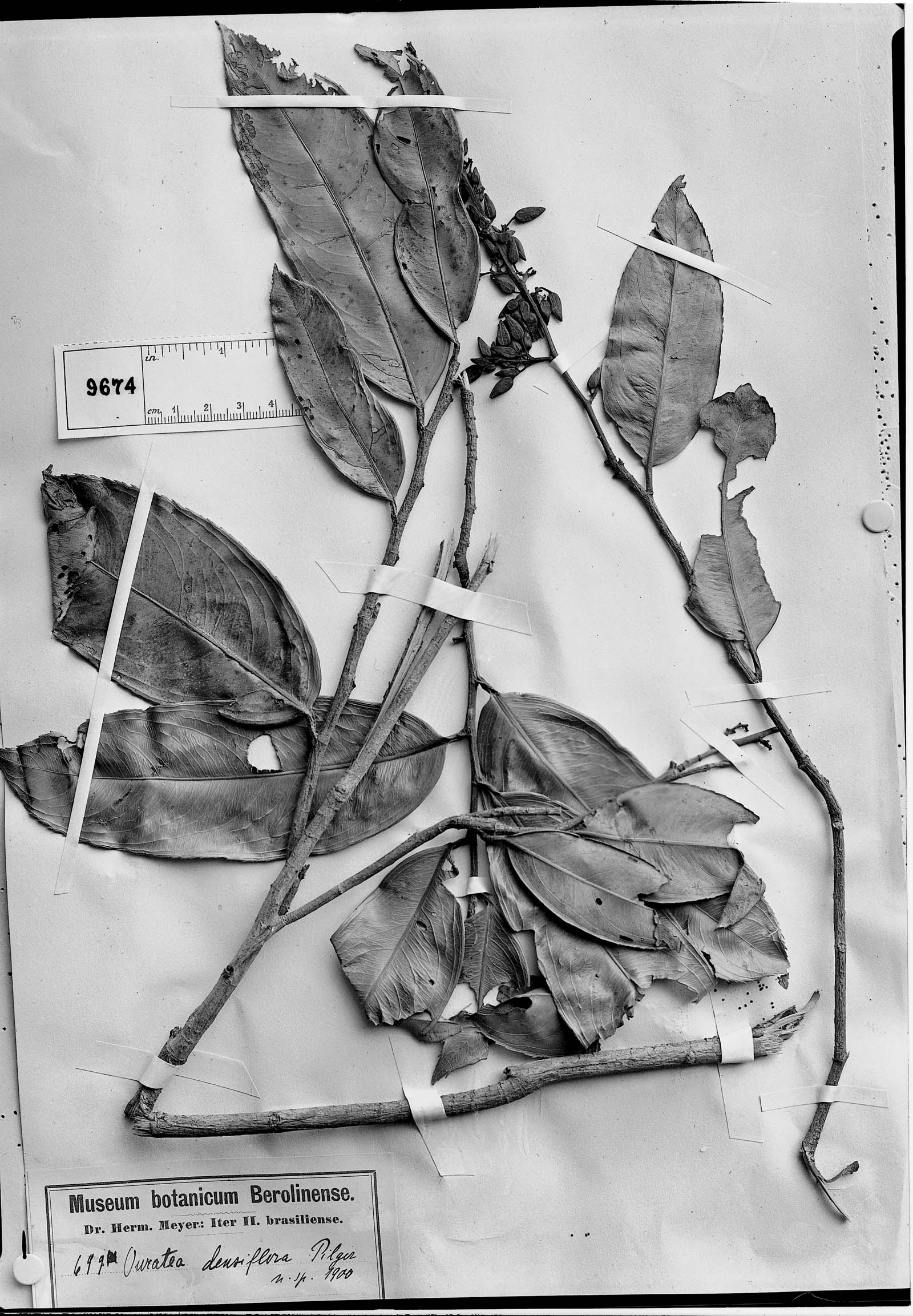 Ouratea densiflora image