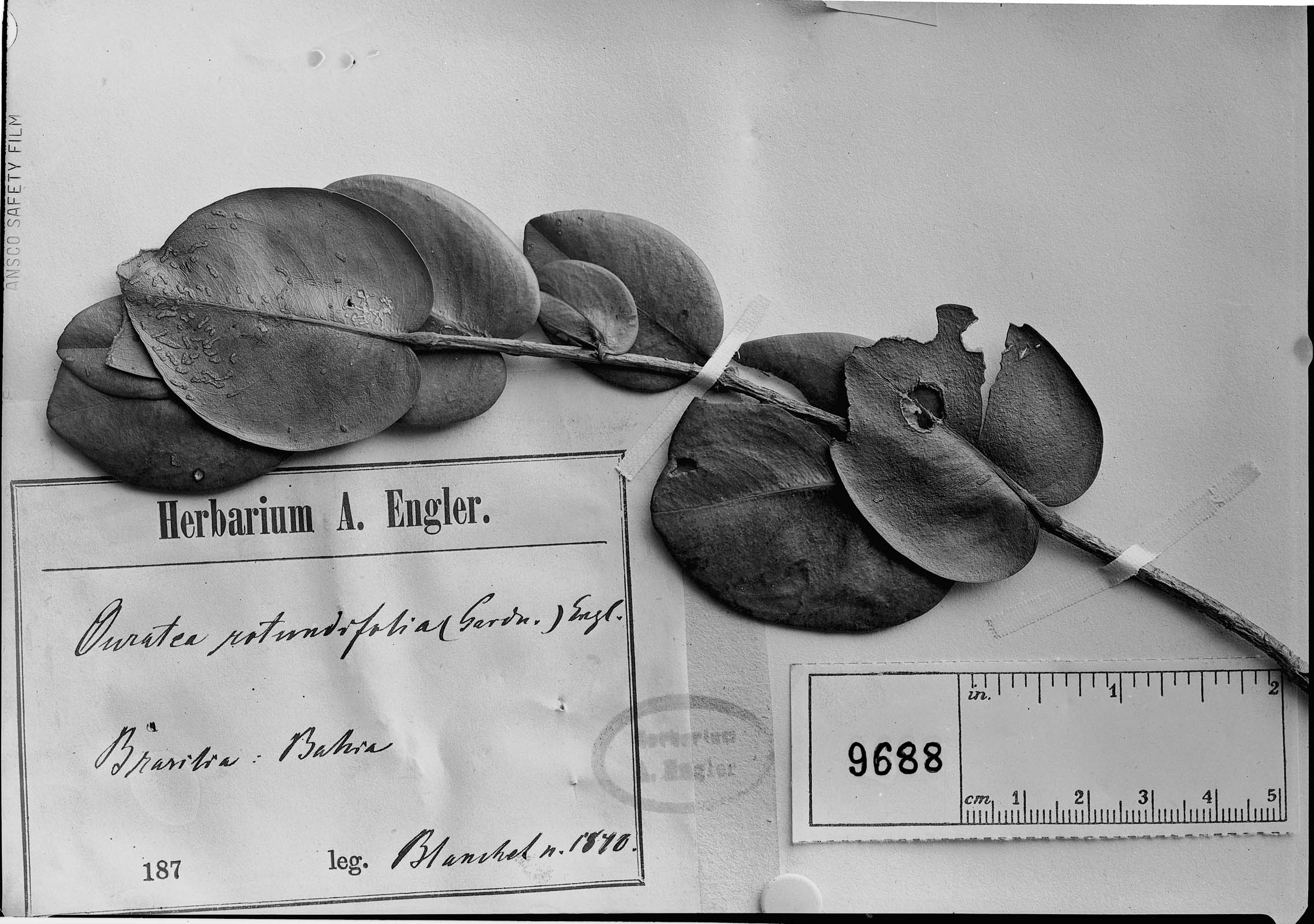 Ouratea rotundifolia image