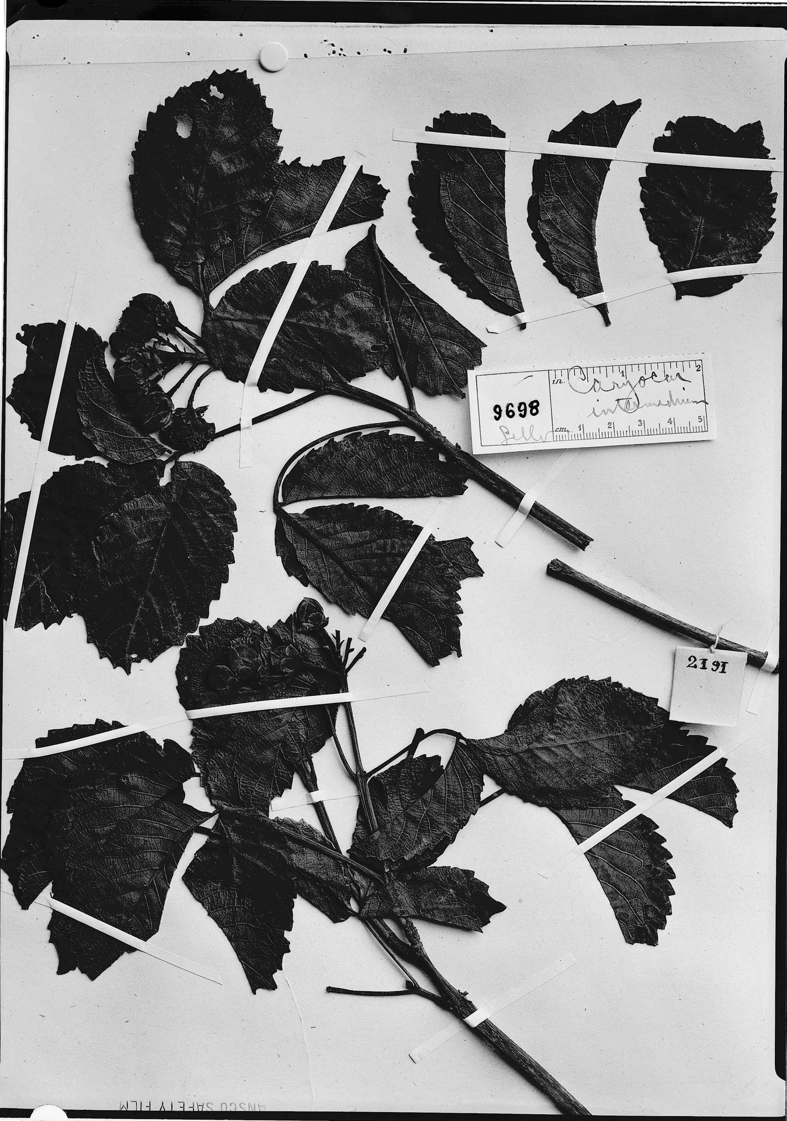 Caryocar brasiliense subsp. intermedium image