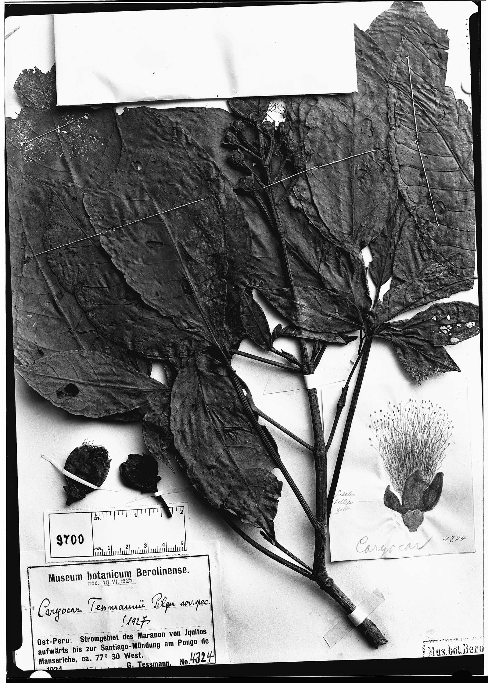 Caryocar glabrum subsp. glabrum image