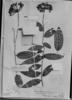 Marcgravia neurophylla image