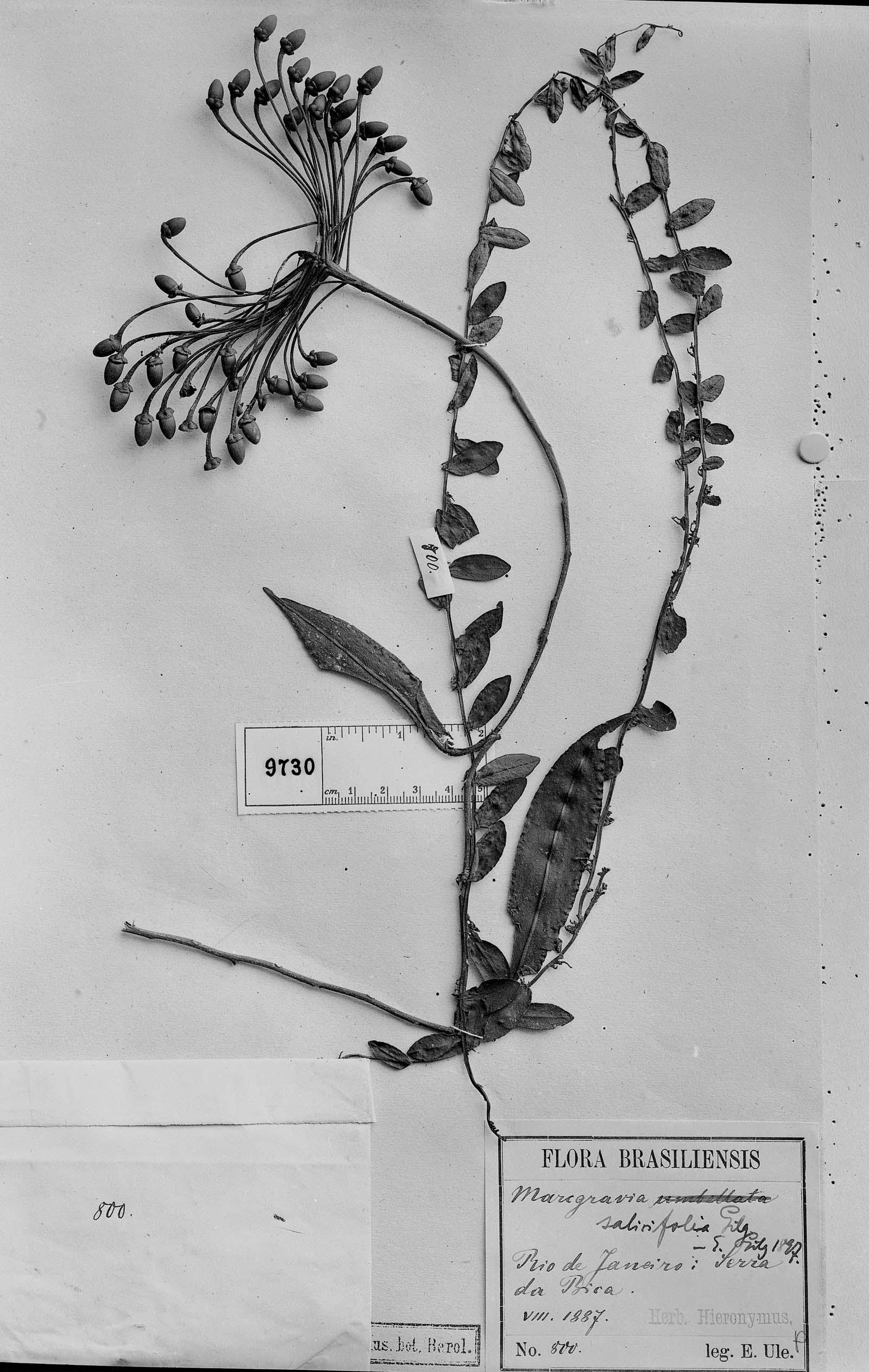Marcgravia salicifolia image