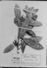 Bonnetia paniculata image