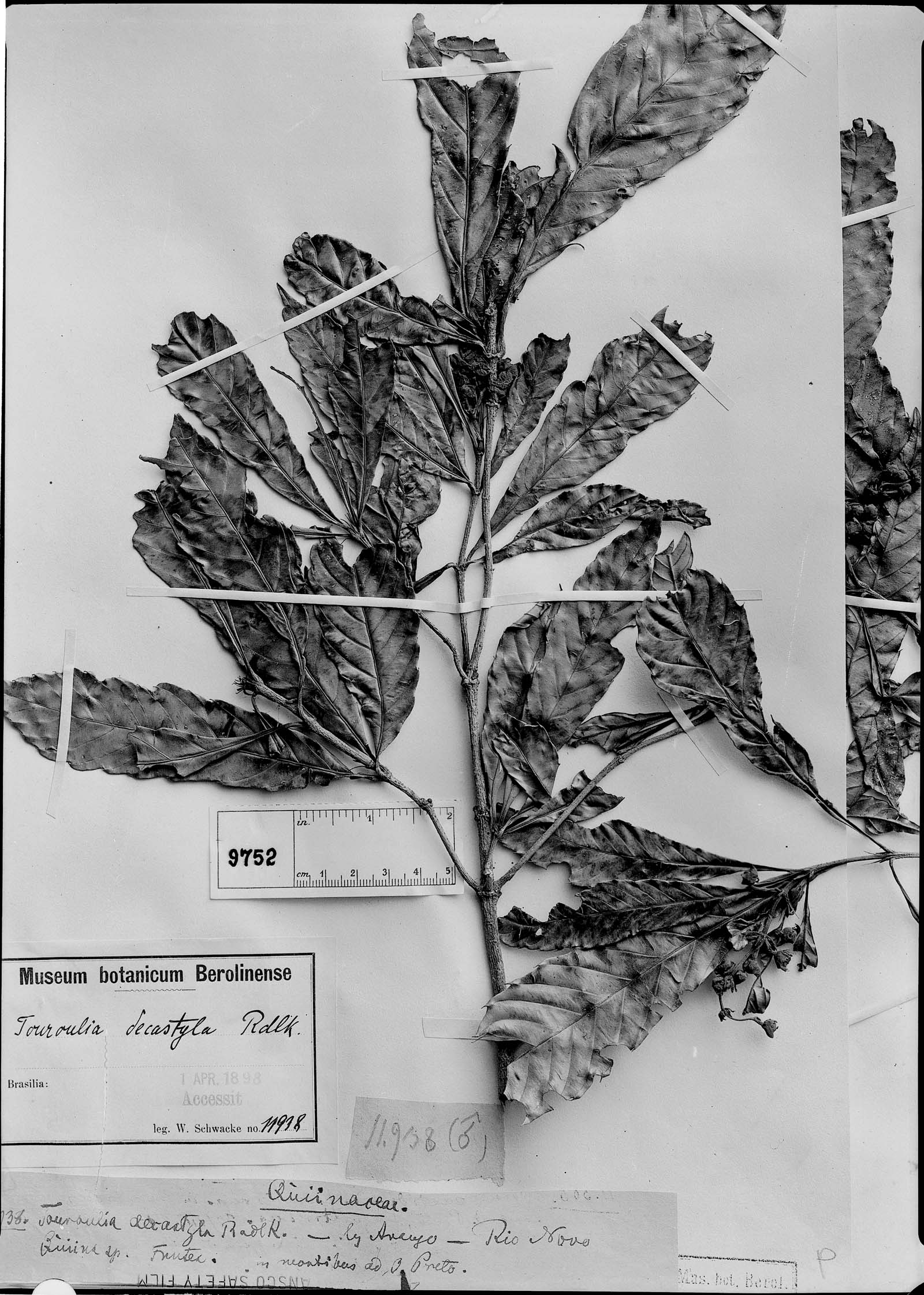 Lacunaria crenata subsp. decastyla image