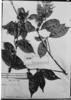 Lacunaria crenata image