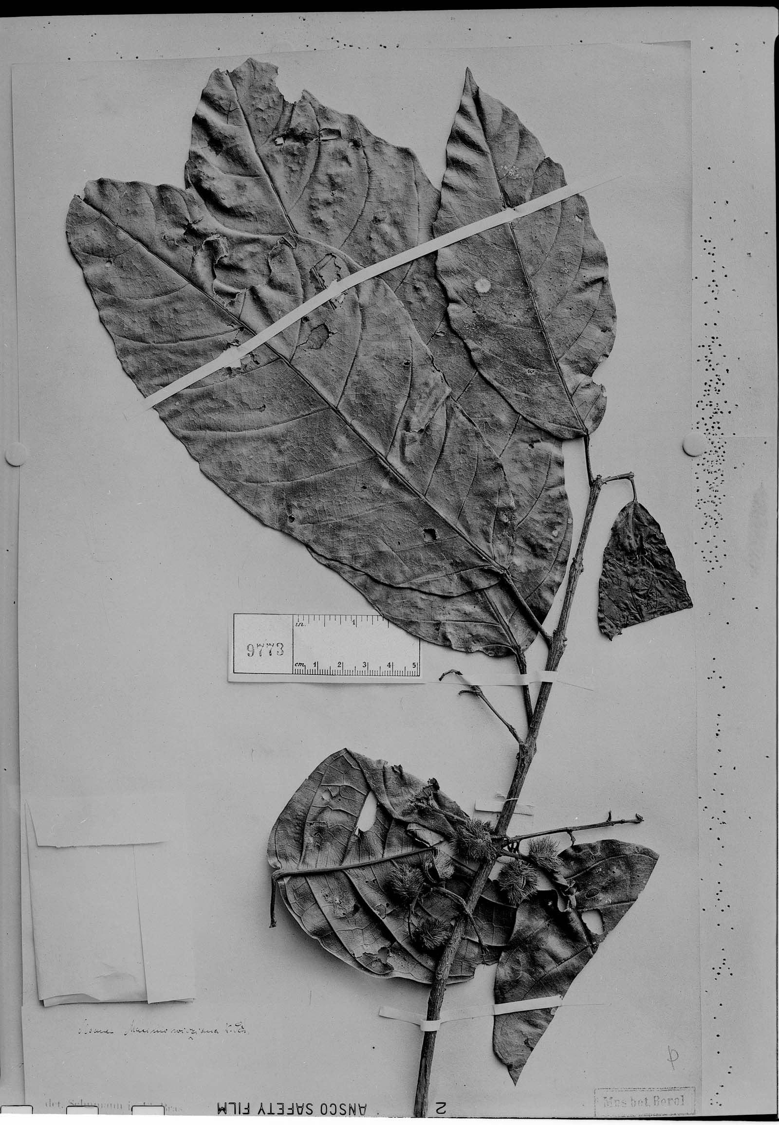 Sloanea guianensis subsp. stipitata image