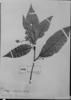 Sloanea oppositifolia image