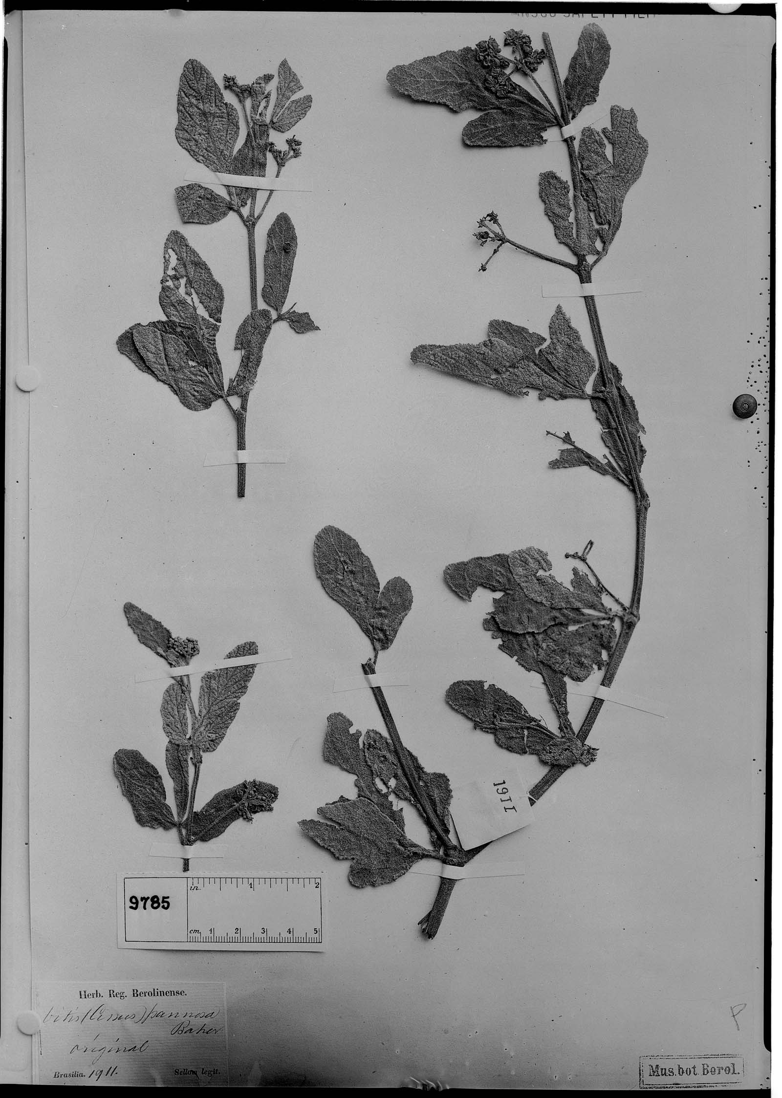 Cyphostemma pannosum image