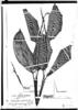 Ischnosiphon puberulus image