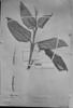 Ischnosiphon leucophaeus subsp. leucophaeus image