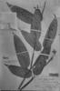 Ischnosiphon surumuensis image