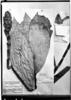 Costus erythrothyrsus image