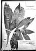 Costus guanaiensis var. tarmicus image