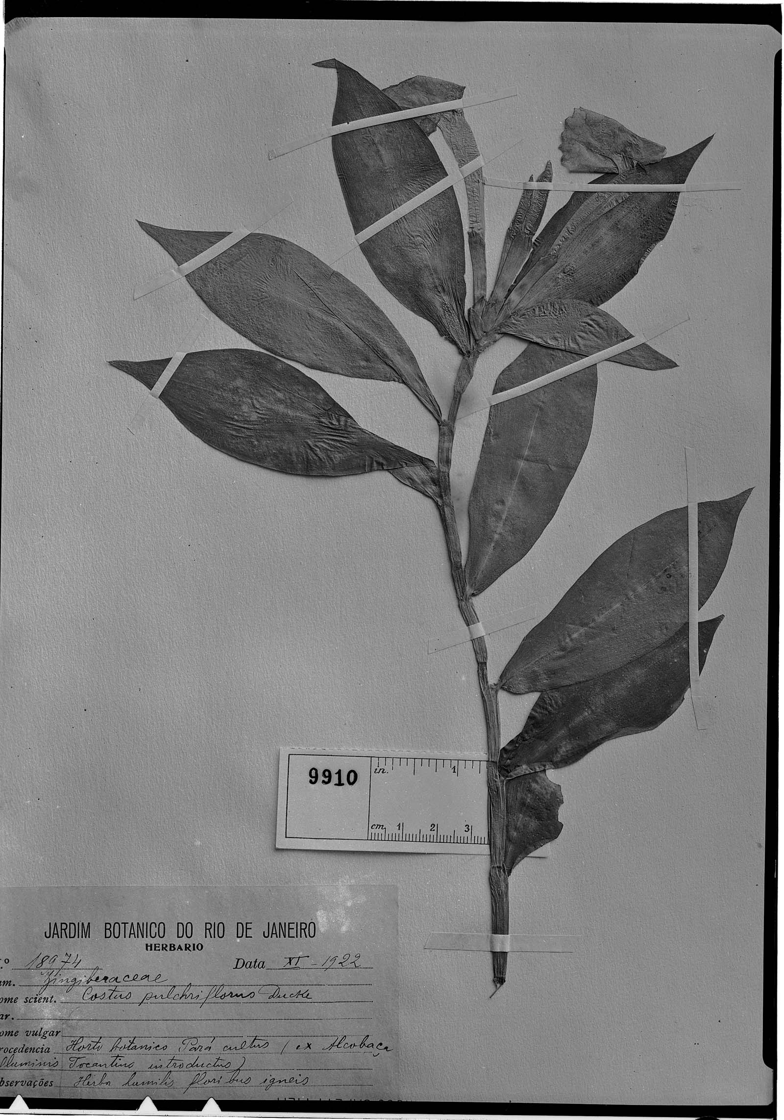 Chamaecostus lanceolatus subsp. pulchriflorus image