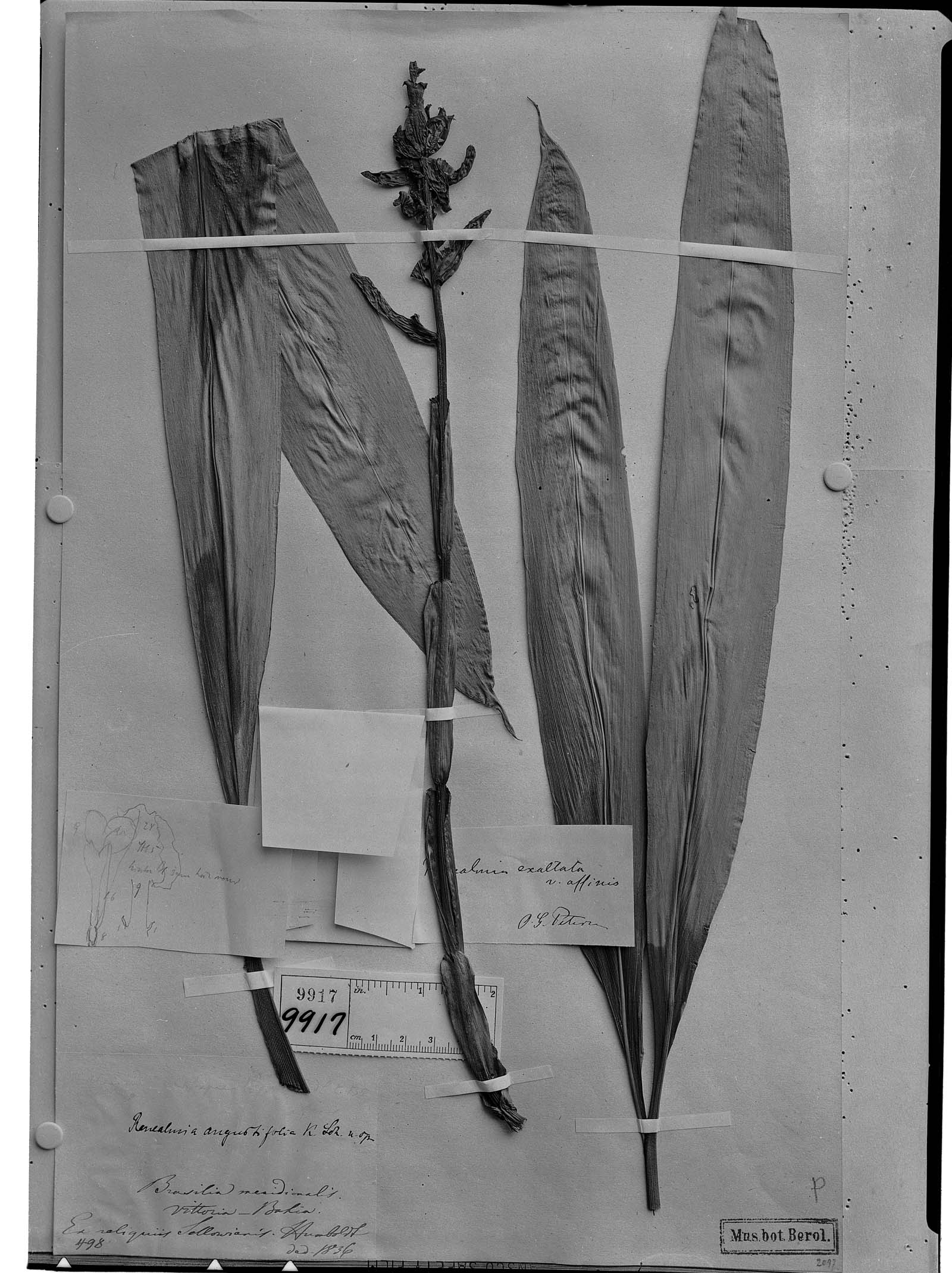 Renealmia angustifolia image