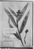 Renealmia sessilifolia image
