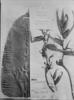Heliconia meridensis image