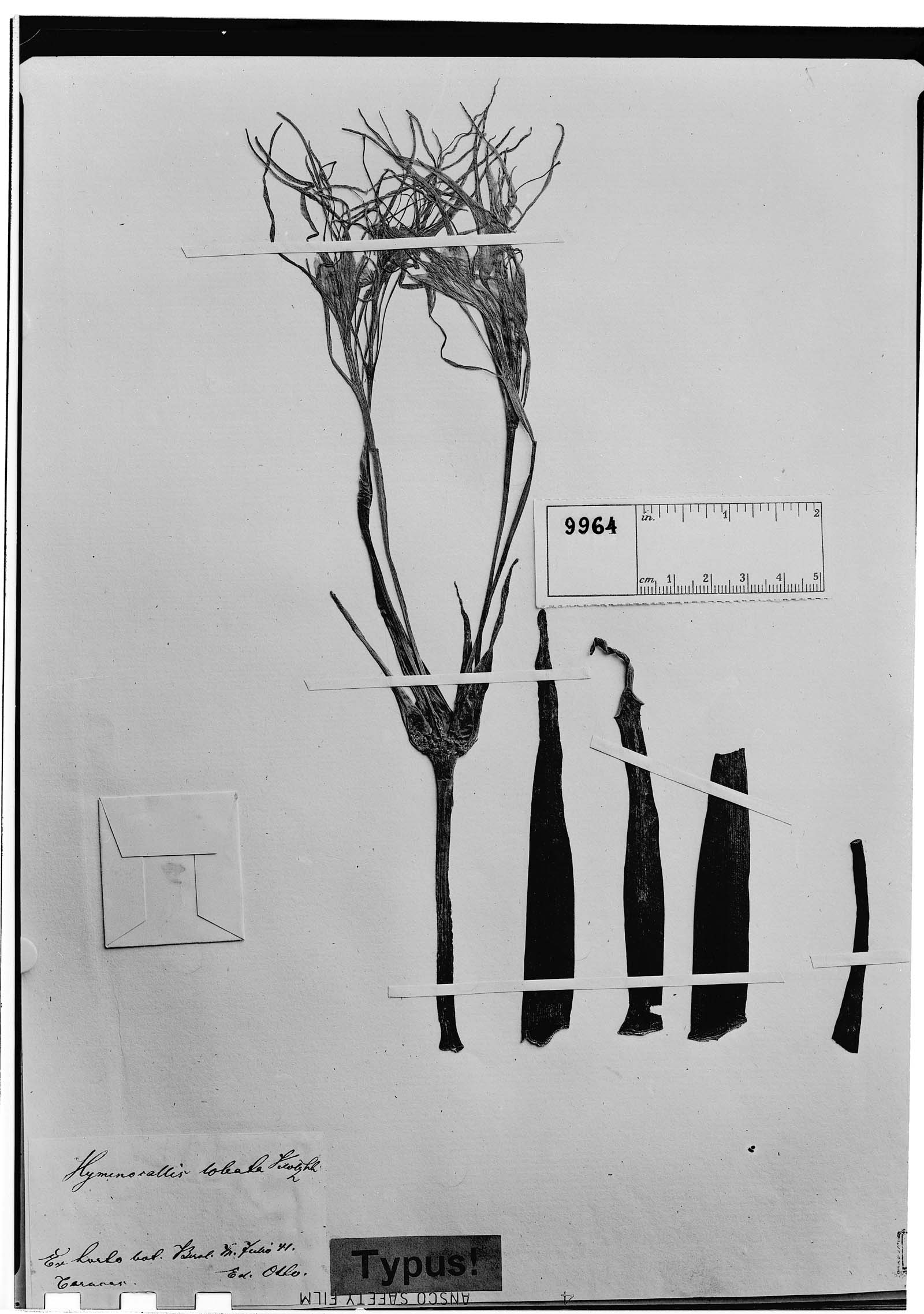 Hymenocallis lobata image