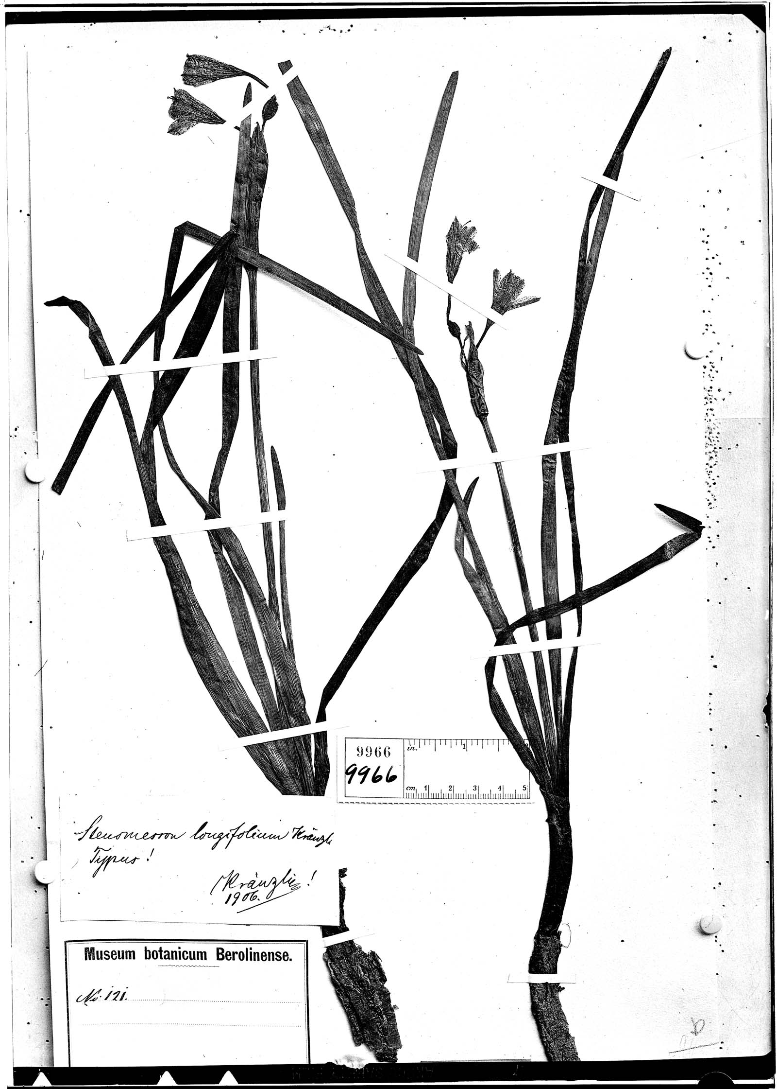 Clinanthus recurvatus image