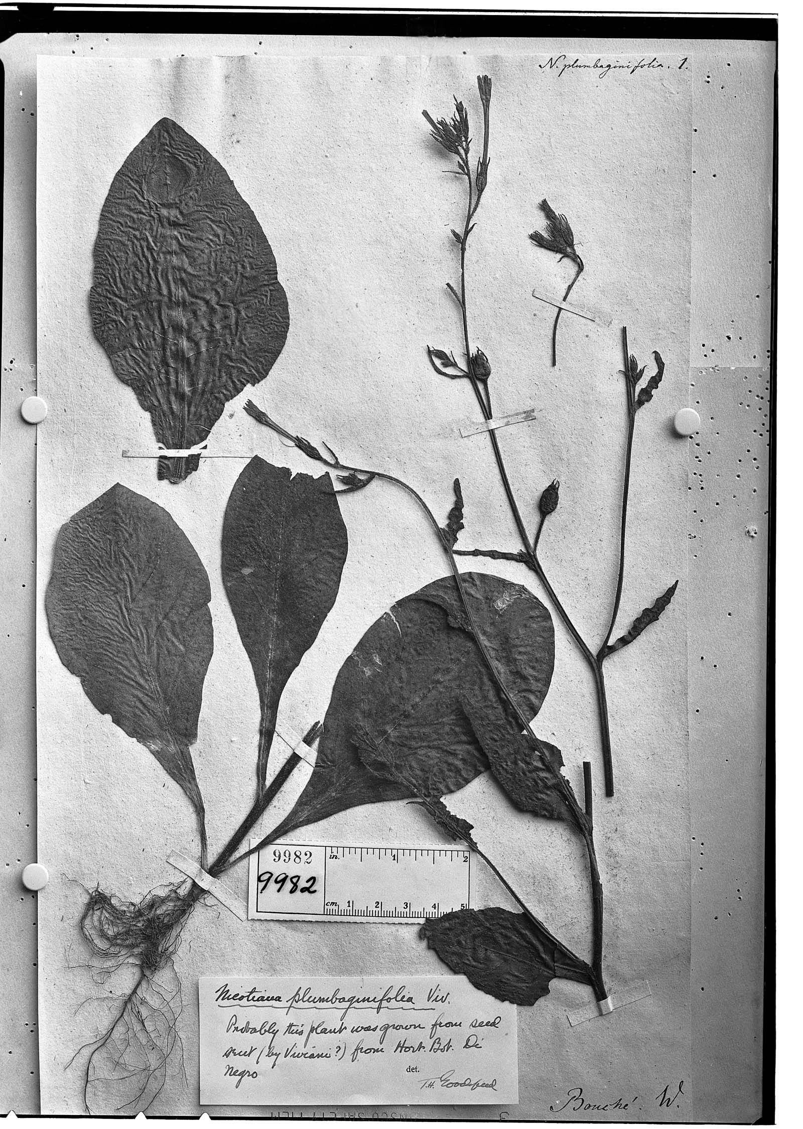 Nicotiana plumbaginifolia image