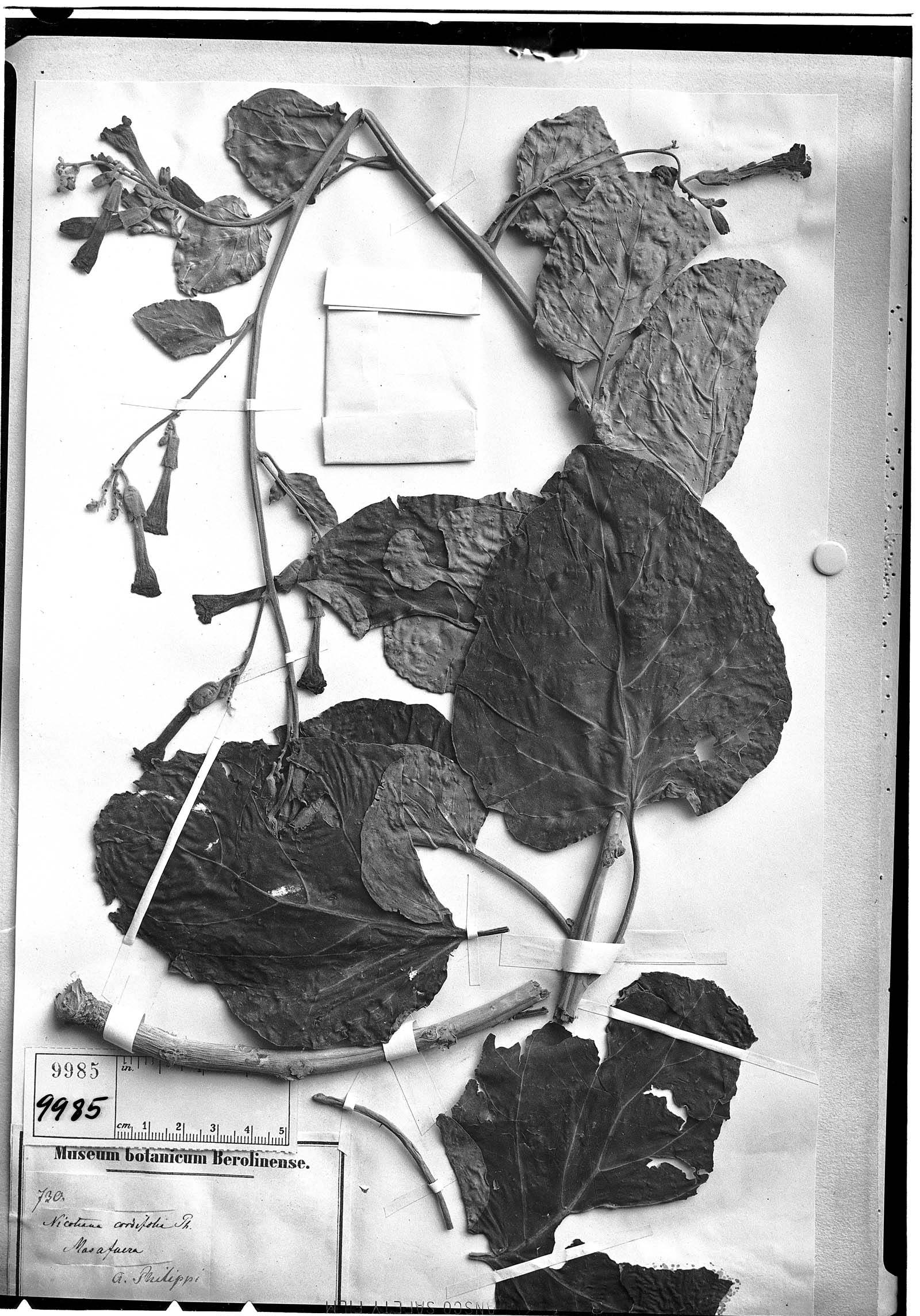 Nicotiana cordifolia image