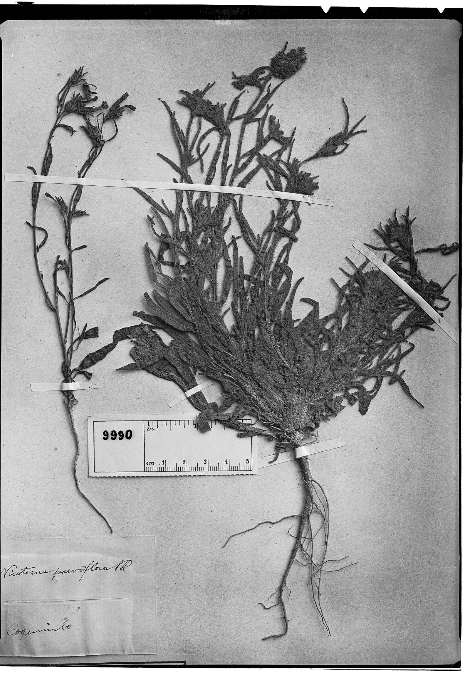 Nicotiana parviflora image