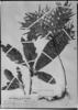 Quiina pteridophylla image