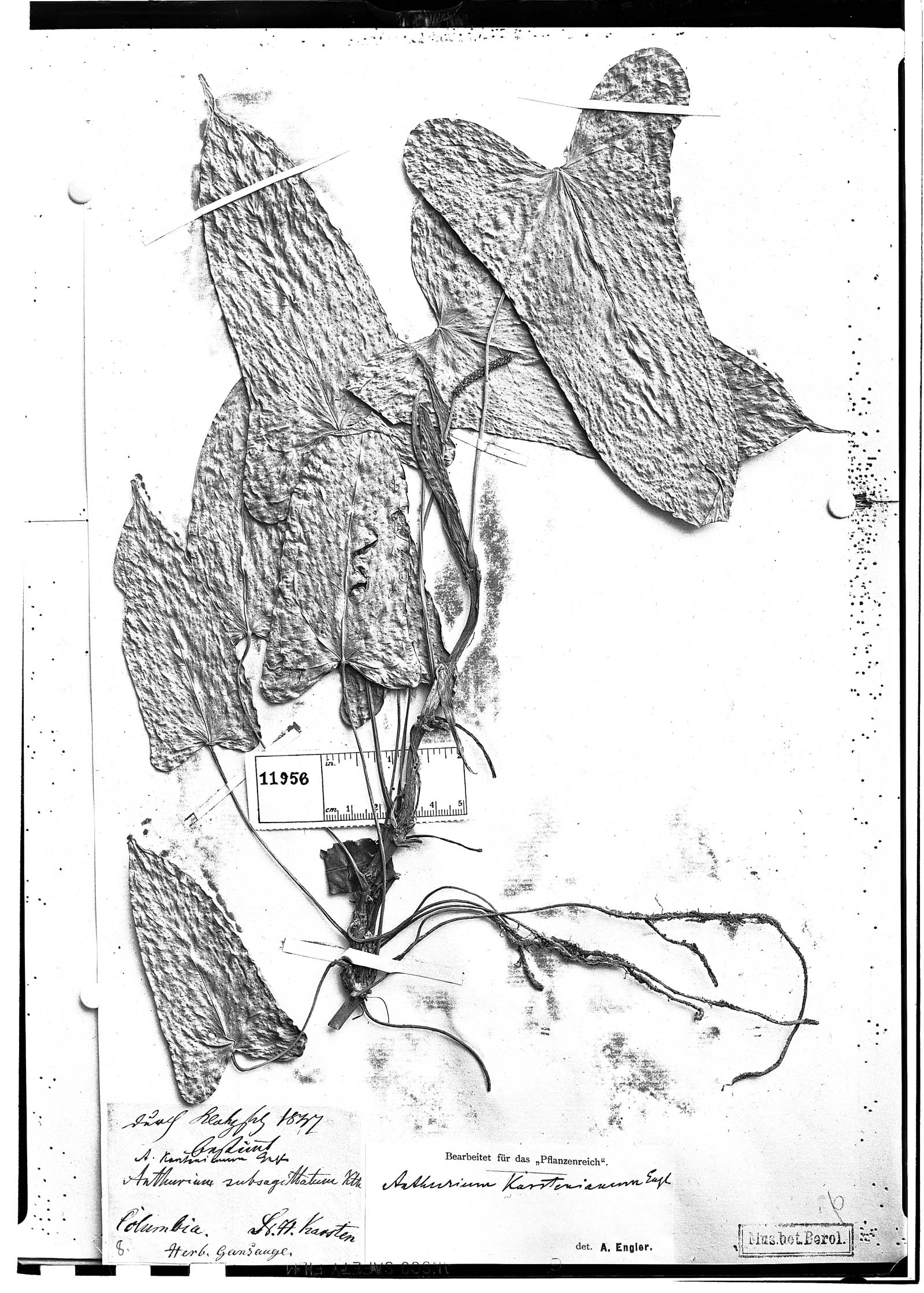 Anthurium karstenianum image