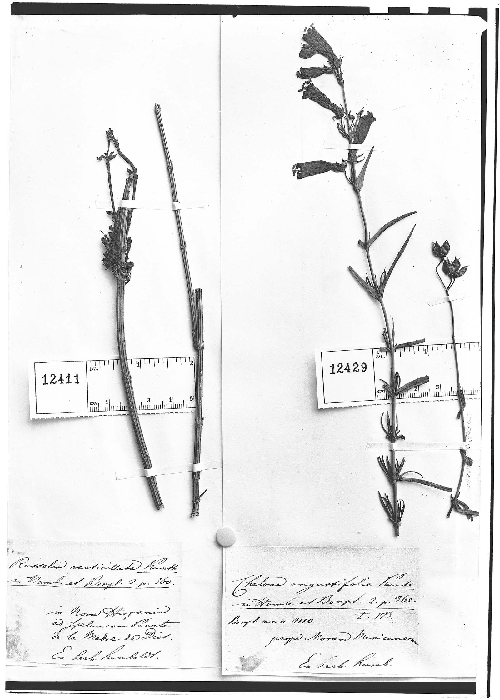 Chelone angustifolia image