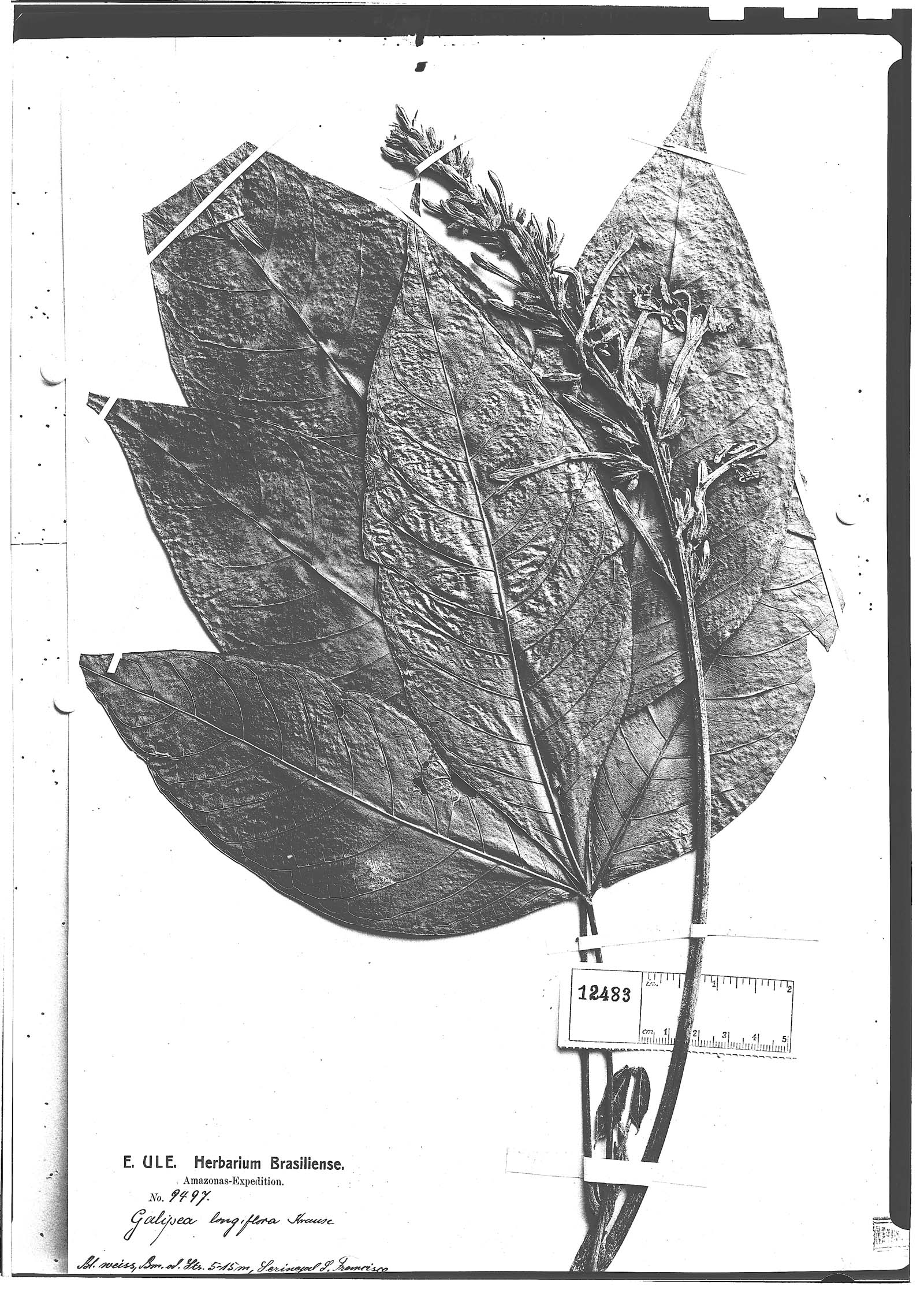 Galipea longiflora image