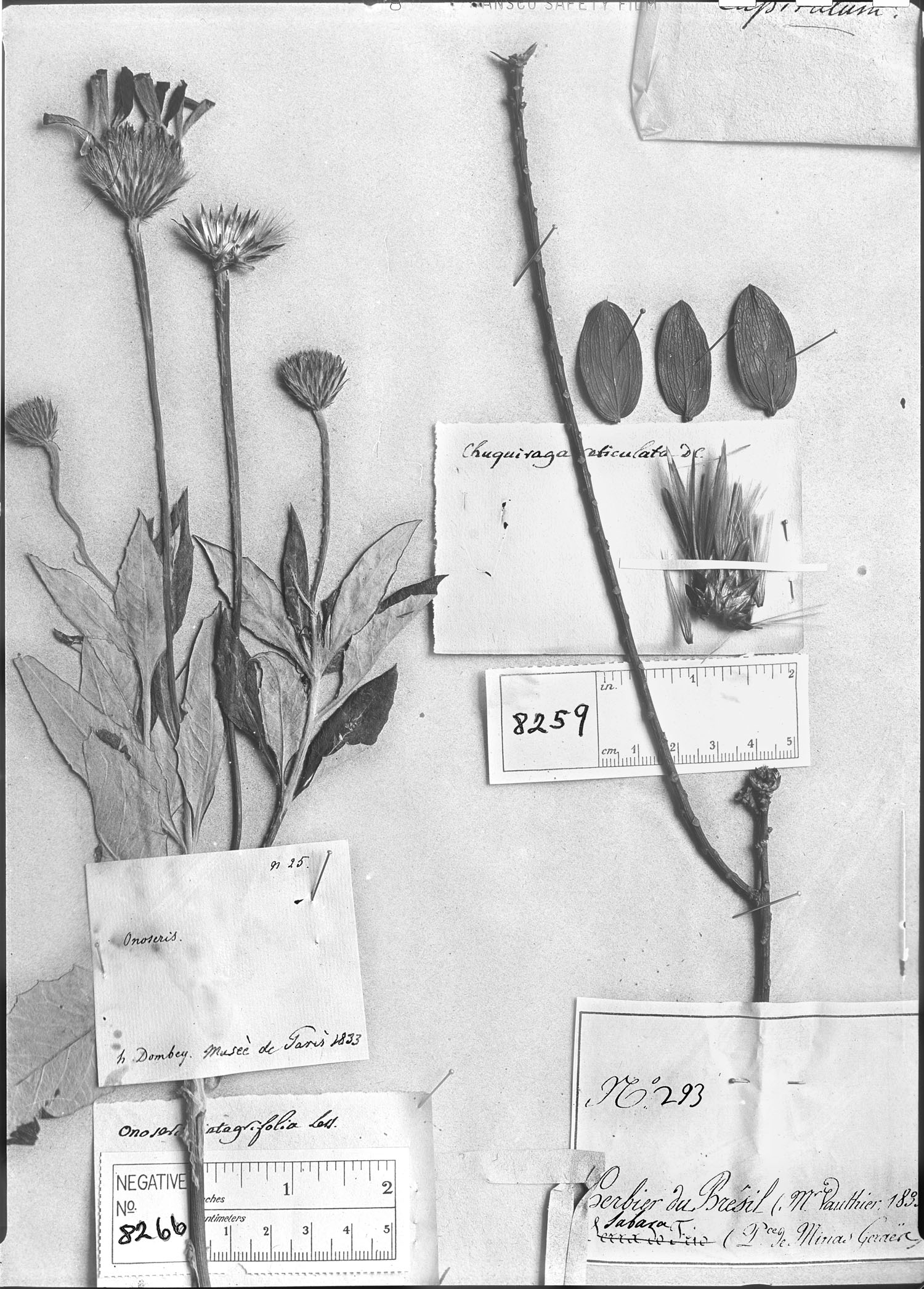 Dasyphyllum reticulatum image