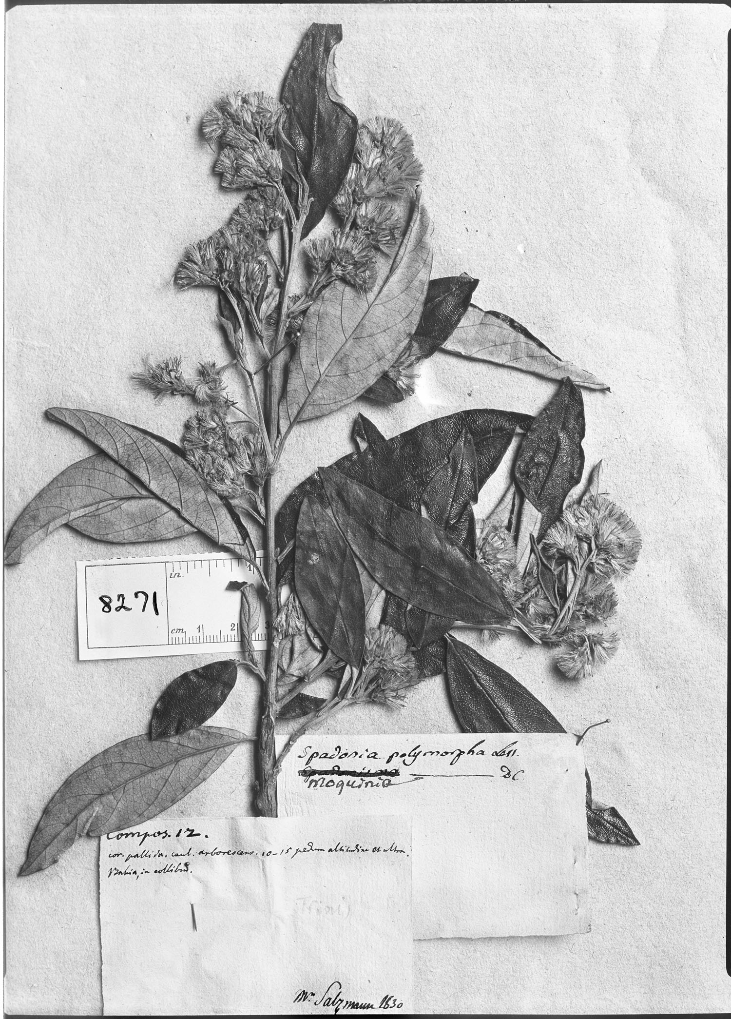 Moquiniastrum image