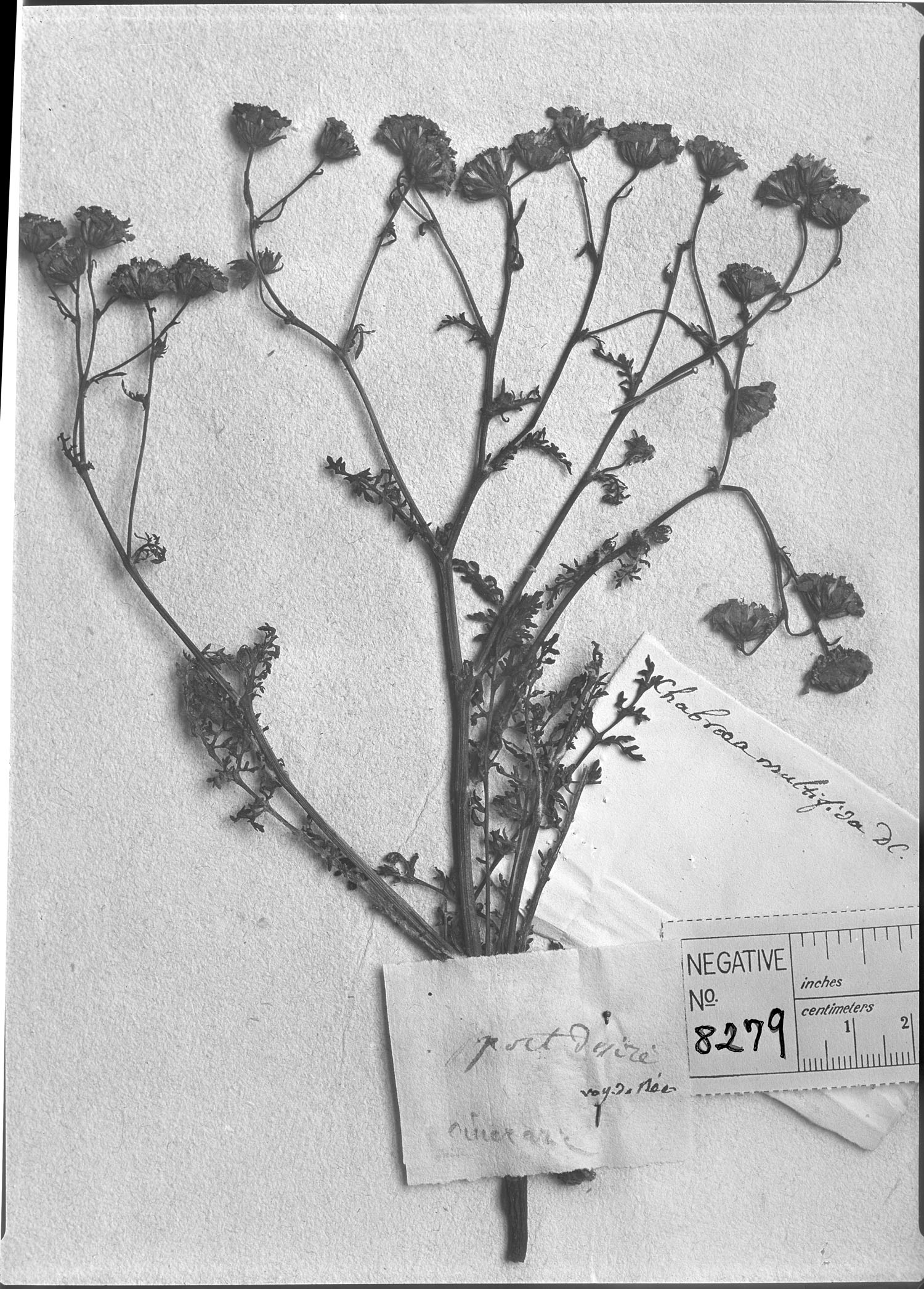 Leucheria achillaeifolia image