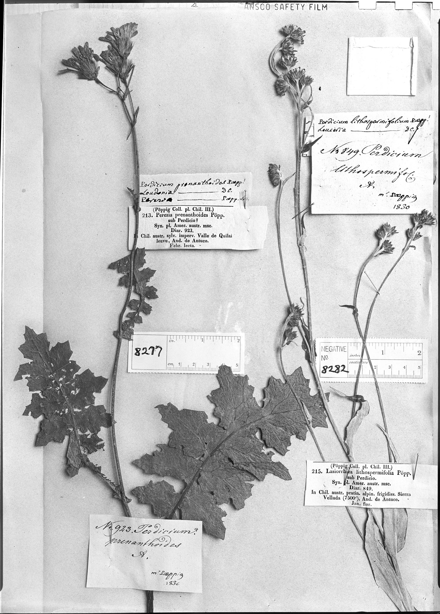 Leucheria lithospermifolia subsp. lithospermifolia image