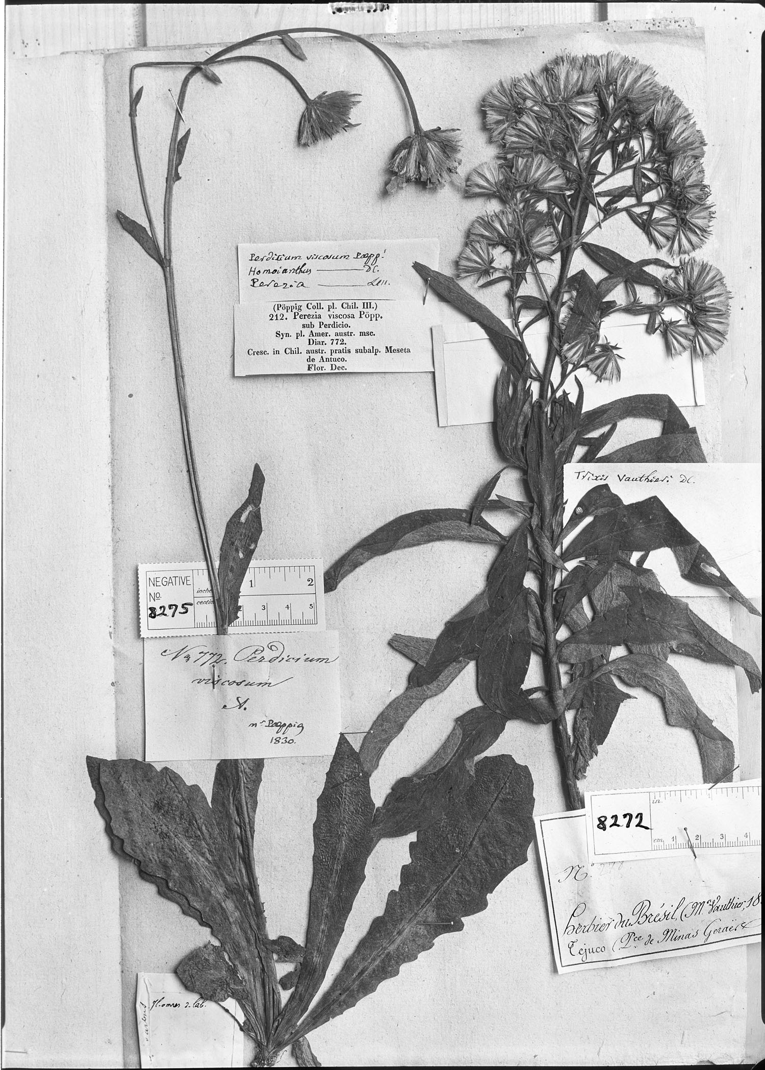 Perezia spathulata image