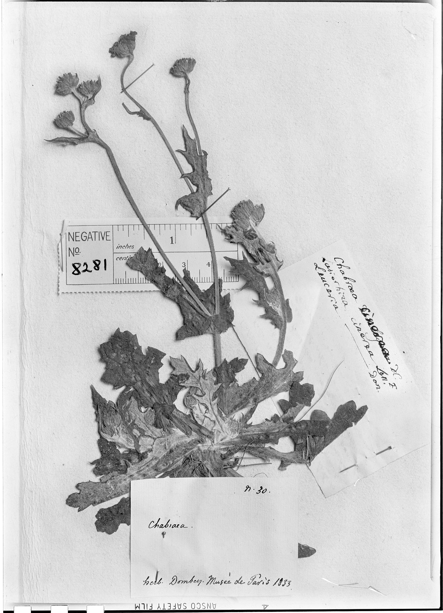 Leucheria senecioides image