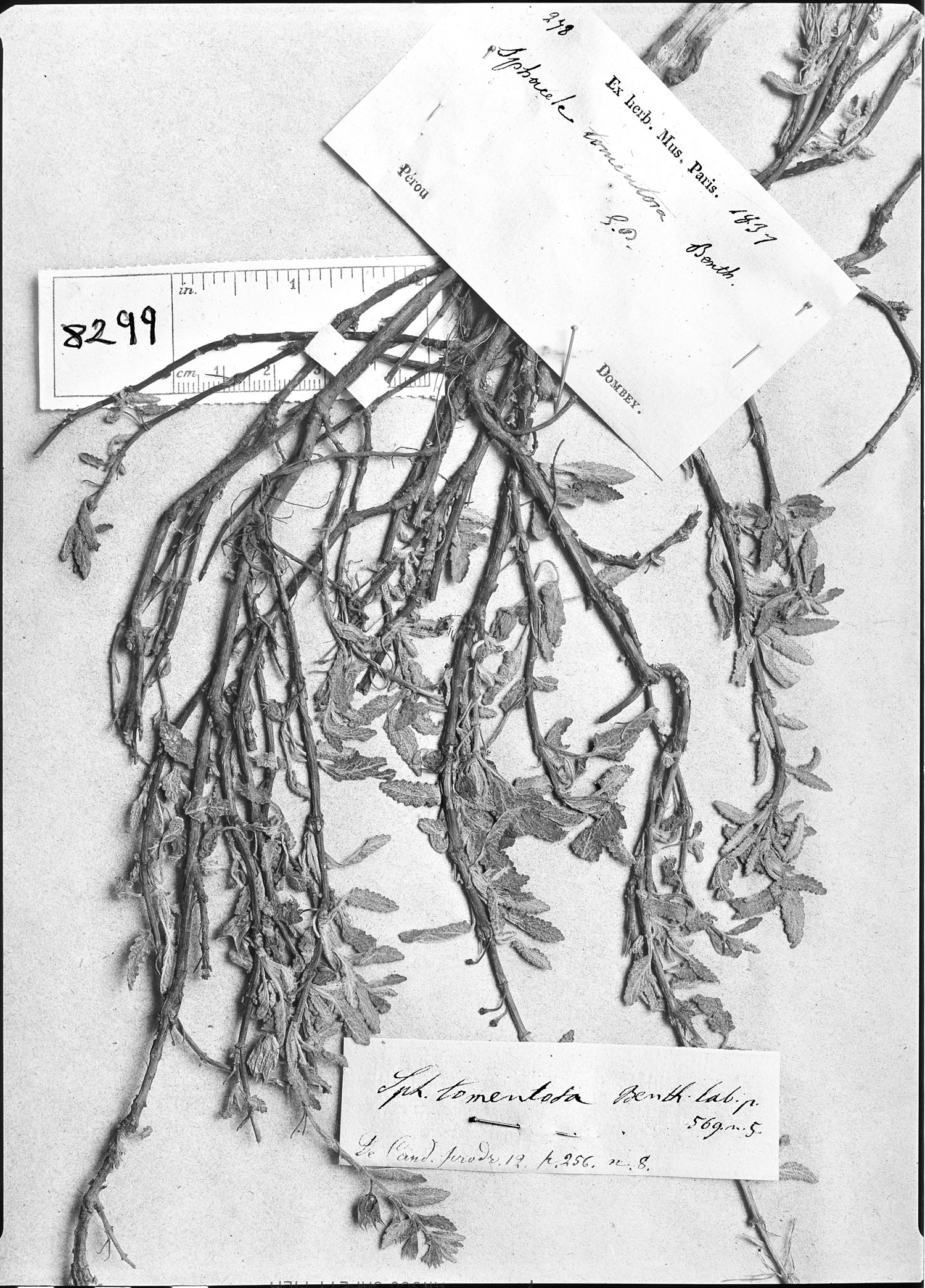 Lepechinia tomentosa image