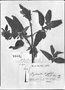 Salvia plumosa image