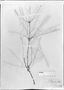 Paepalanthus argyrolinon image