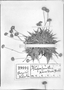 Paepalanthus karstenii image