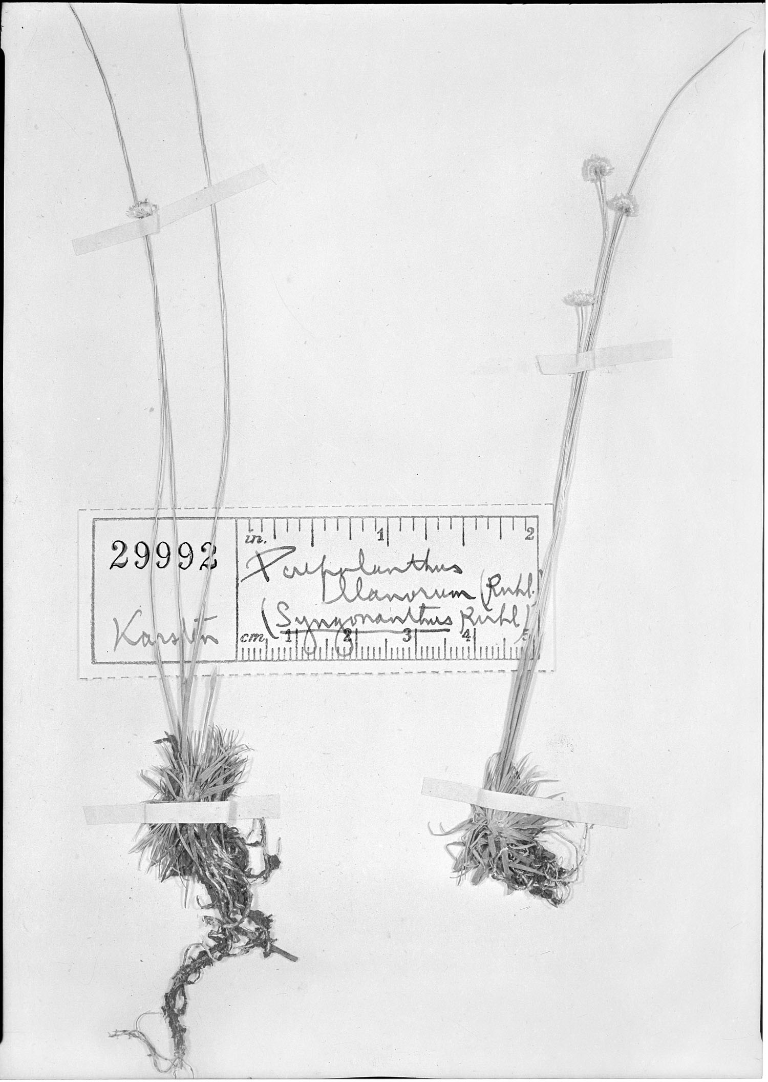 Syngonanthus llanorum image
