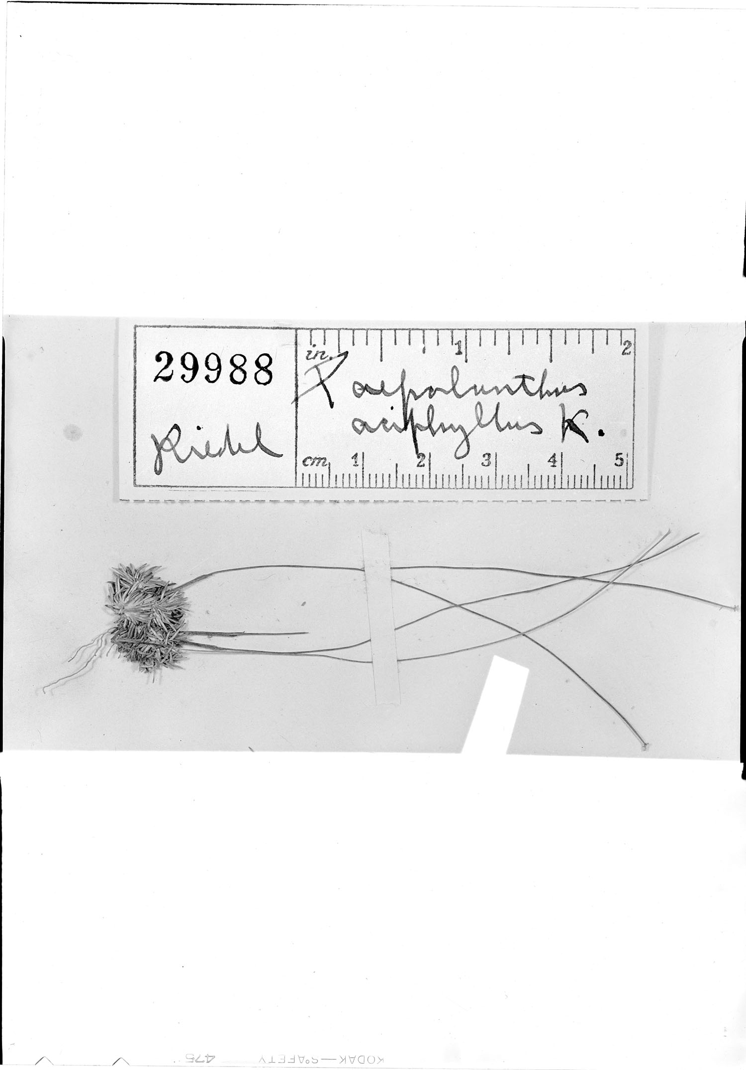 Comanthera aciphylla image