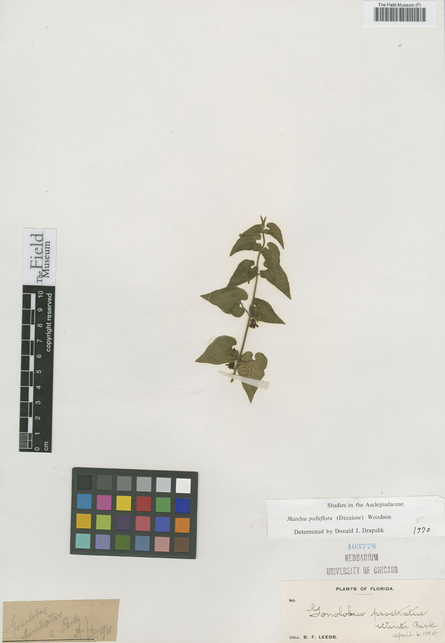 Matelea pubiflora image
