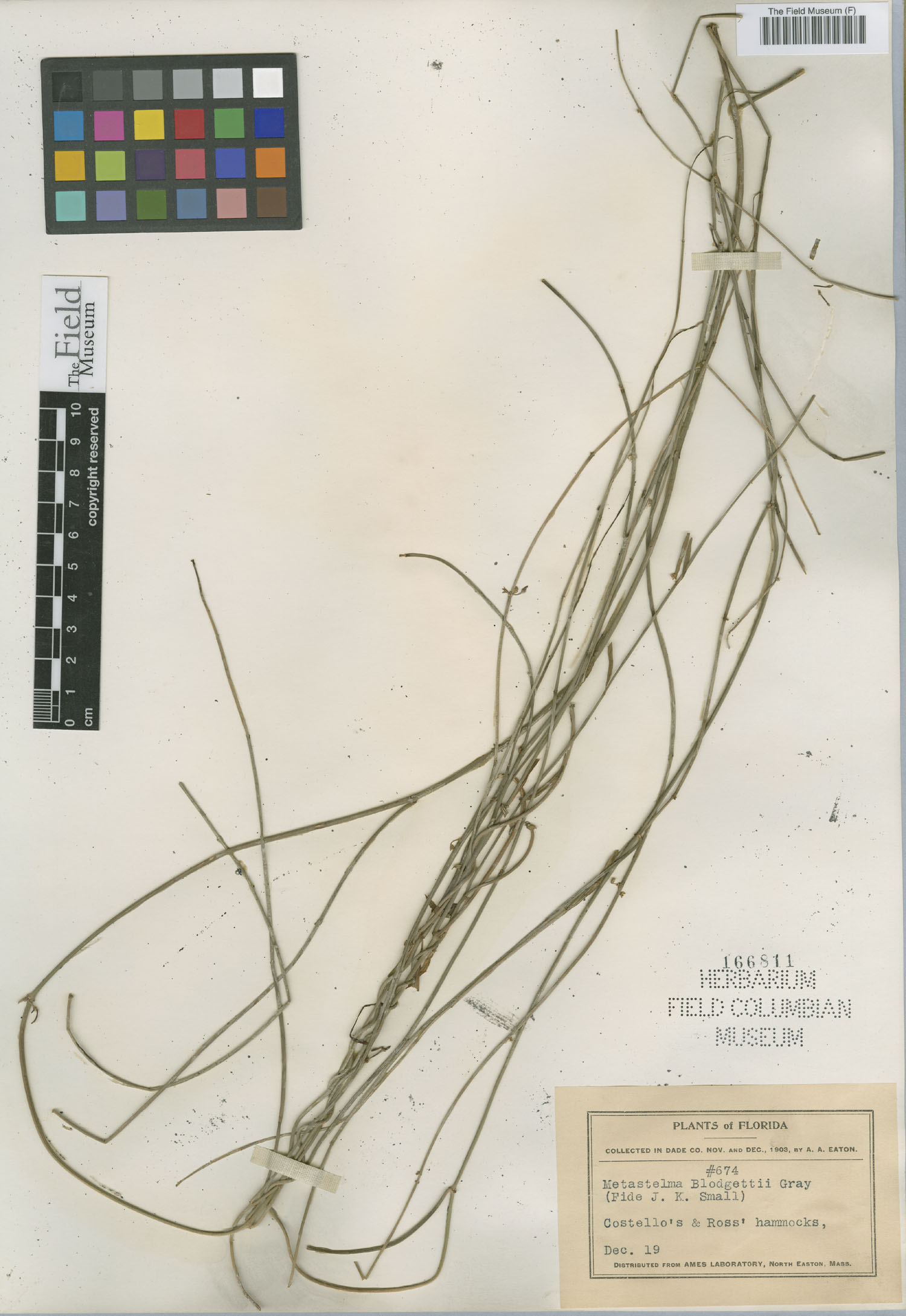 Cynanchum blodgettii image